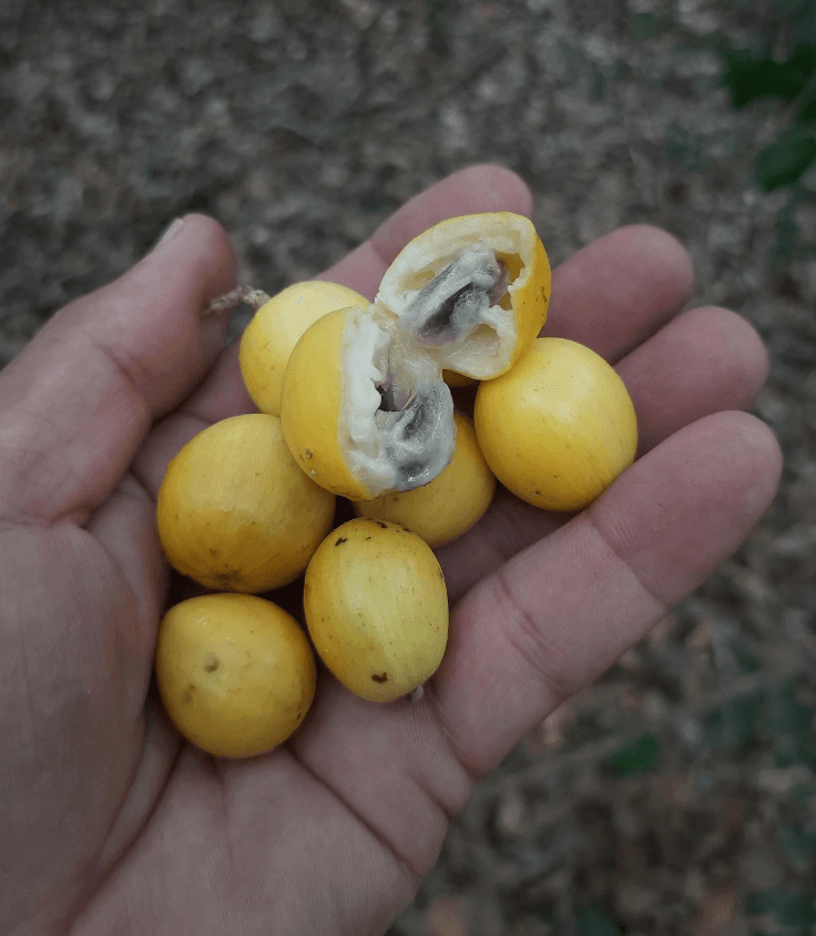 Aguaí amarelo