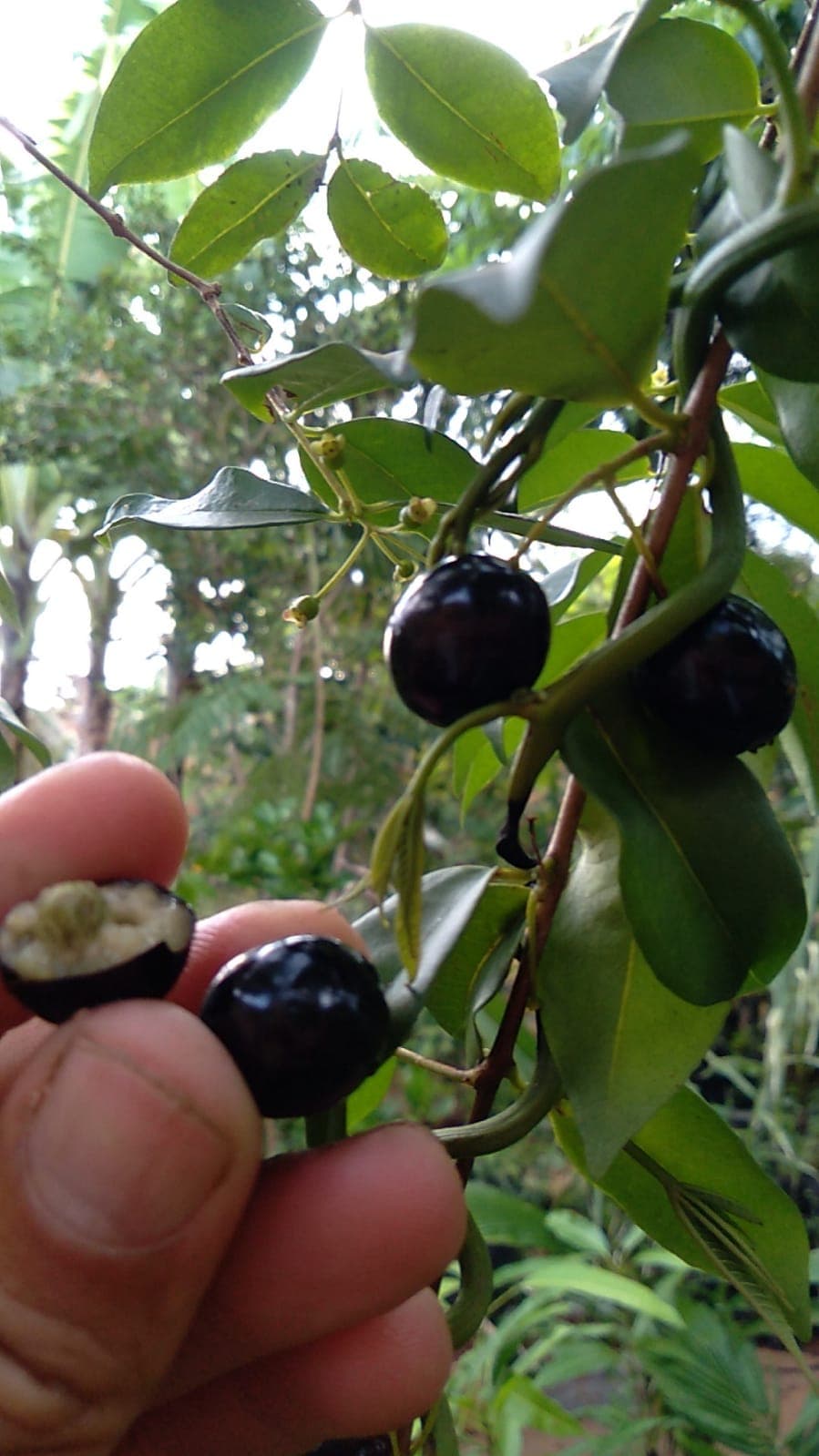 Ameixa da mata / Cambui preto (Eugenia candolleana) - Miniatura 3