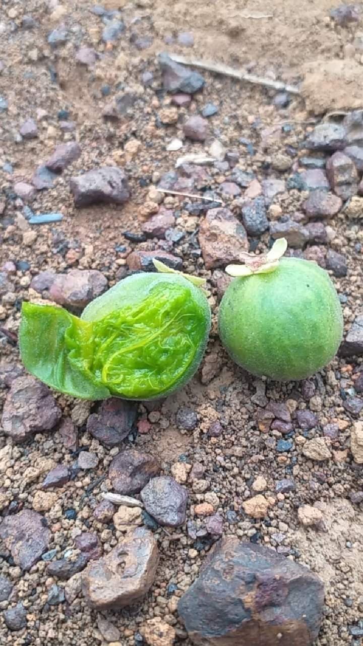 Pitanguinha de cacho do cerrado (Eugenia langsdorffii) - Miniatura 3