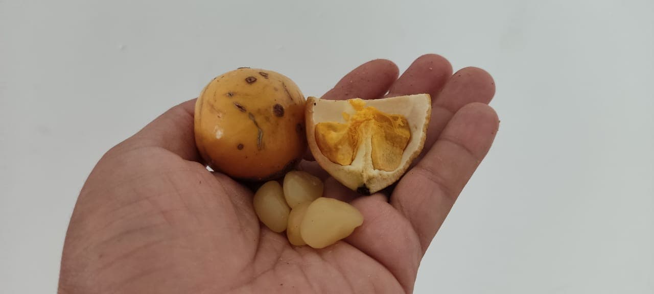 Baga de macaco