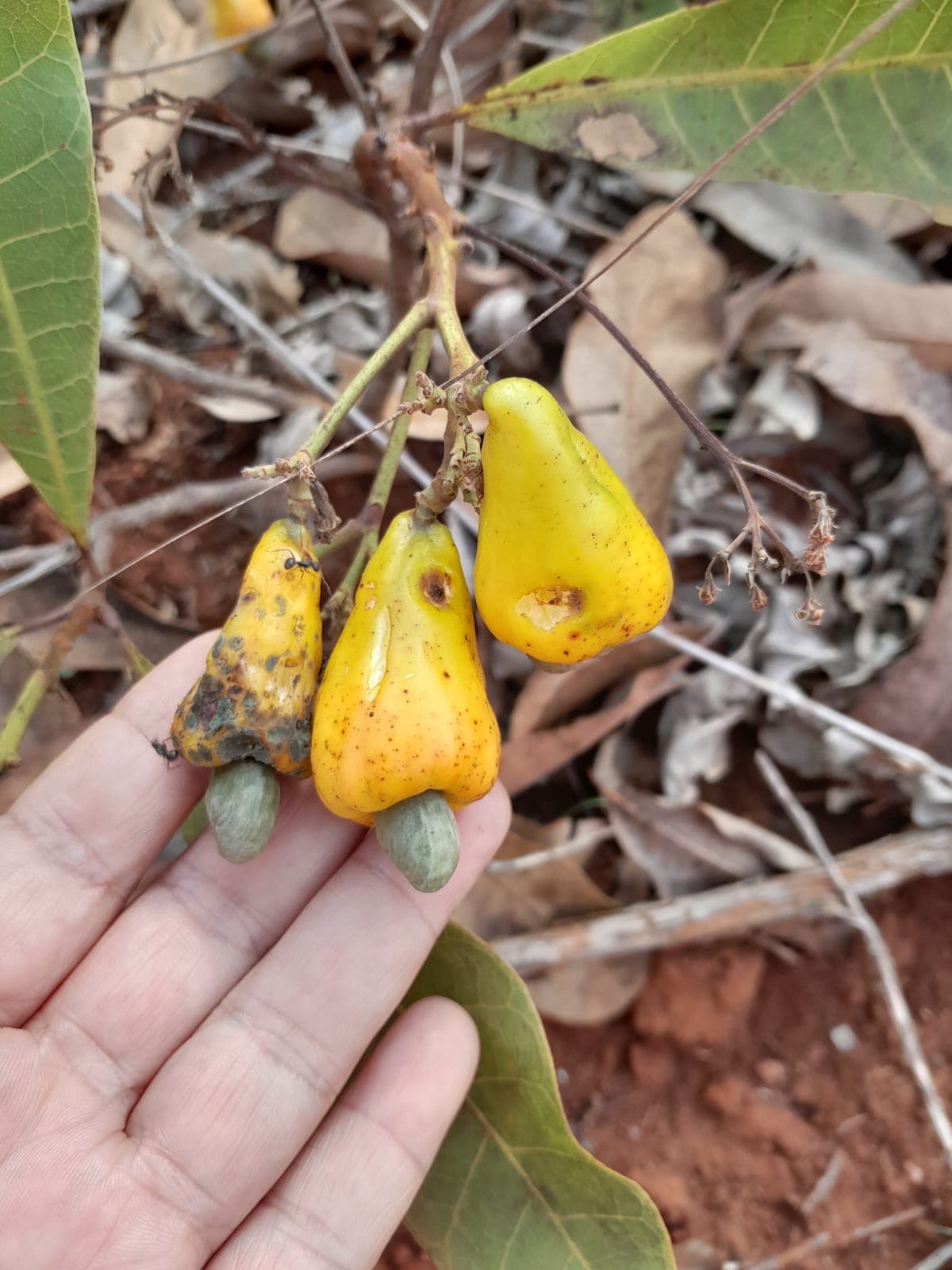 Cajui do cerrado