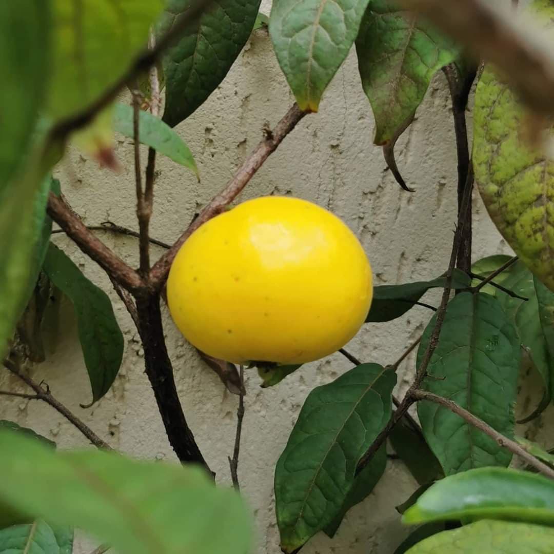 Araçá boi (Eugenia stipitata) - Miniatura 3